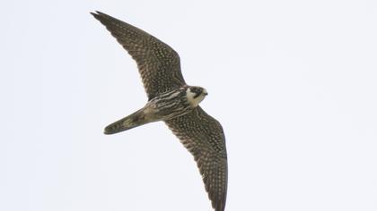 Eurasian Hobby