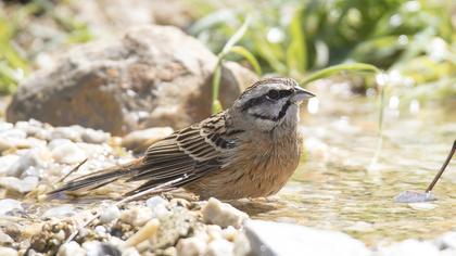 Rock Bunting