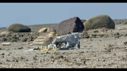 Eurasian Stone-curlew