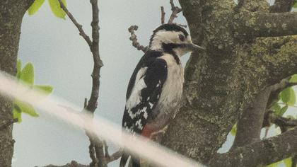 Syrian Woodpecker