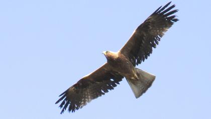 Booted Eagle