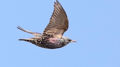 Common Starling