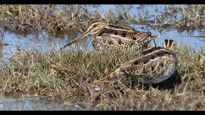 Common Snipe