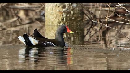 Common Moorhen