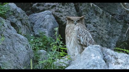 Brown Fish Owl
