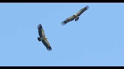 Griffon Vulture