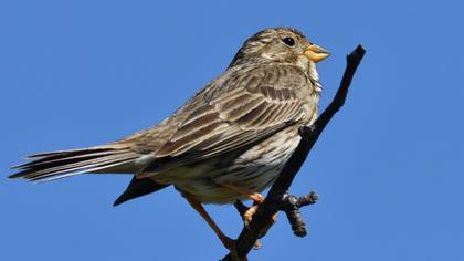 Corn Bunting