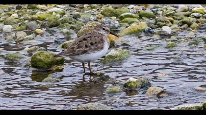 Temminck`s Stint