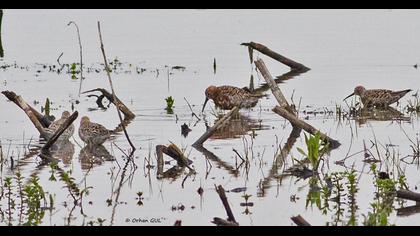 Curlew Sandpiper