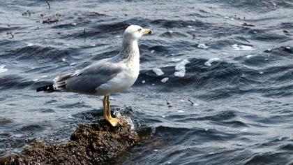 Caspian Gull