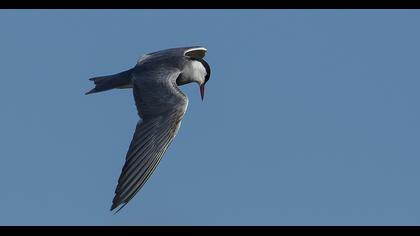 Whiskered Tern