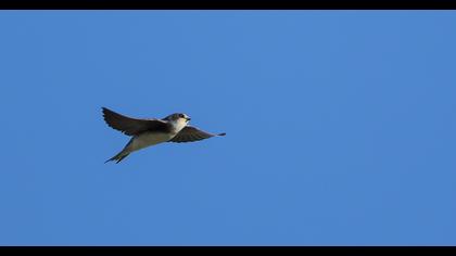 Common House Martin