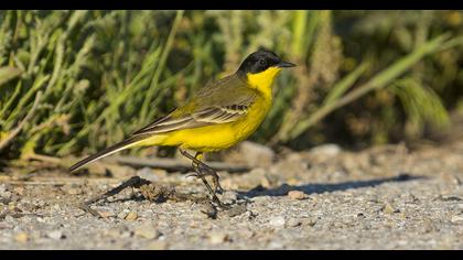 Western Yellow Wagtail