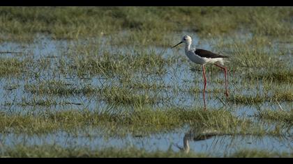 Black-winged Stilt