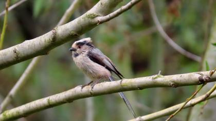 Uzunkuyruklu baştankara