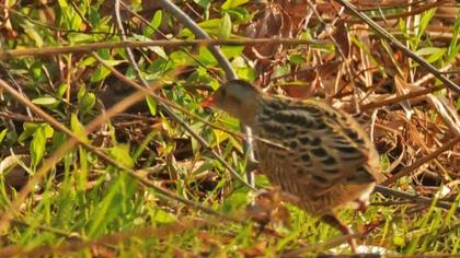 Corn Crake