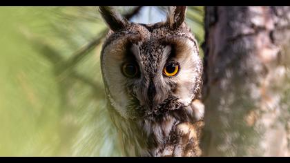 Long-eared Owl