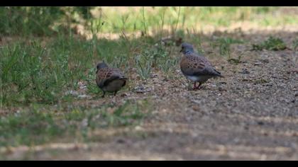European Turtle Dove