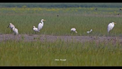 Great Egret