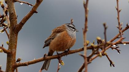 Rock Bunting