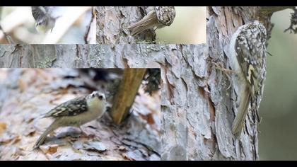 Eurasian Treecreeper