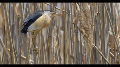 Little Bittern