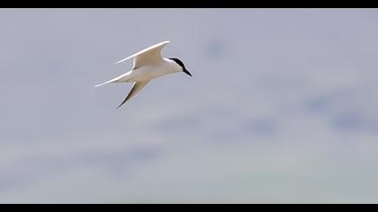 Gull-billed Tern