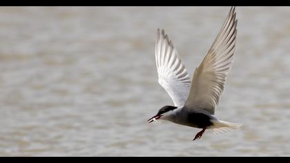 Whiskered Tern