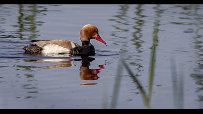 Red-crested Pochard