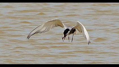 Whiskered Tern
