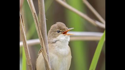 Eurasian Reed Warbler