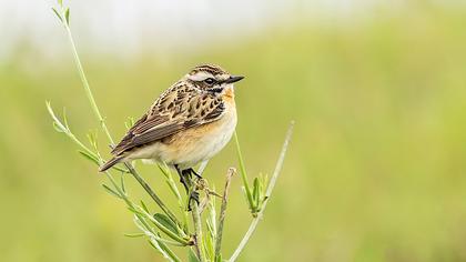 Whinchat
