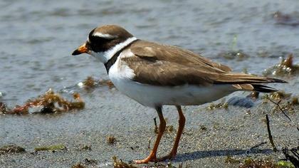 Common Ringed Plover