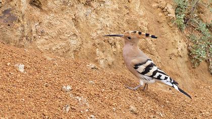 Eurasian Hoopoe