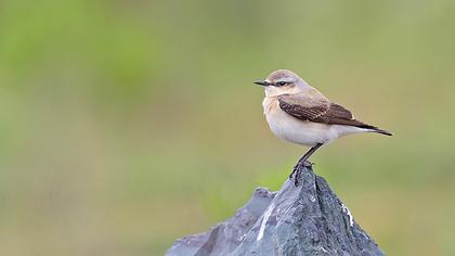 Northern Wheatear