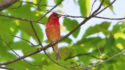 Common Rosefinch