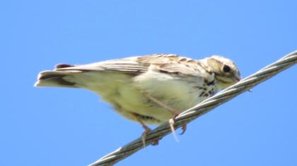 Woodlark