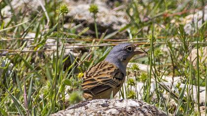 Ortolan Bunting