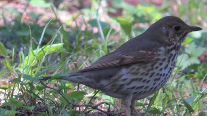 Song Thrush