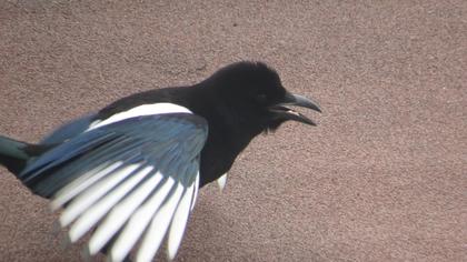 Eurasian Magpie