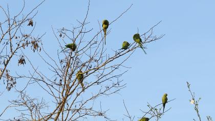Rose-ringed Parakeet