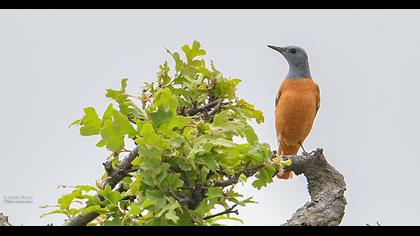 Common Rock Thrush