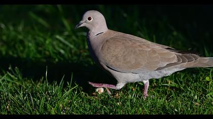 Eurasian Collared Dove