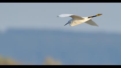 Little Egret