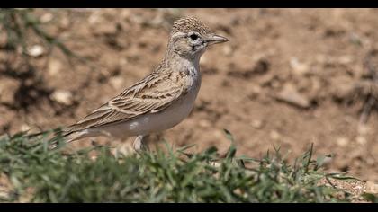 Greater Short-toed Lark