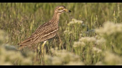 Eurasian Stone-curlew
