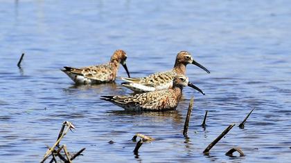 Curlew Sandpiper