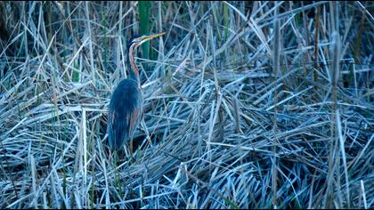Purple Heron