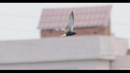 White-winged Tern