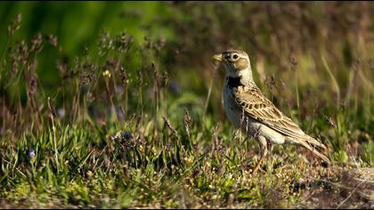 Calandra Lark